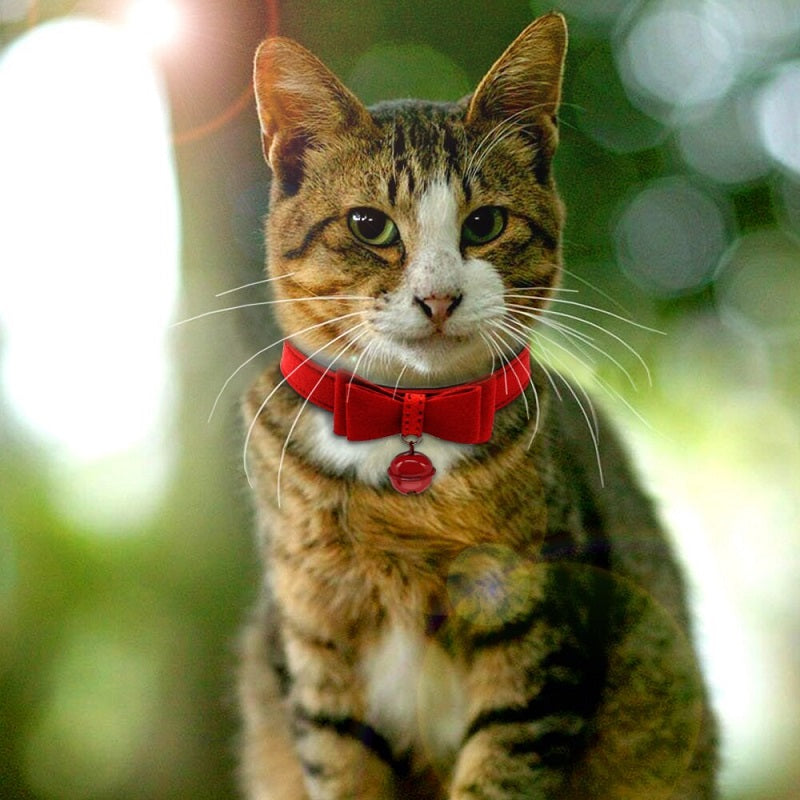 CAT COLLAR